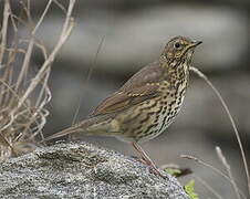 Song Thrush