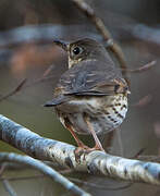 Song Thrush