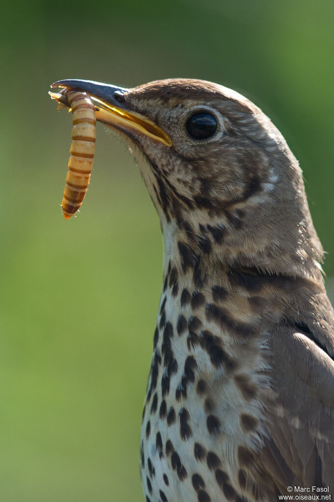 Song Thrush, identification, close-up portrait, eats