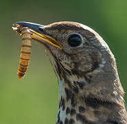 Song Thrush