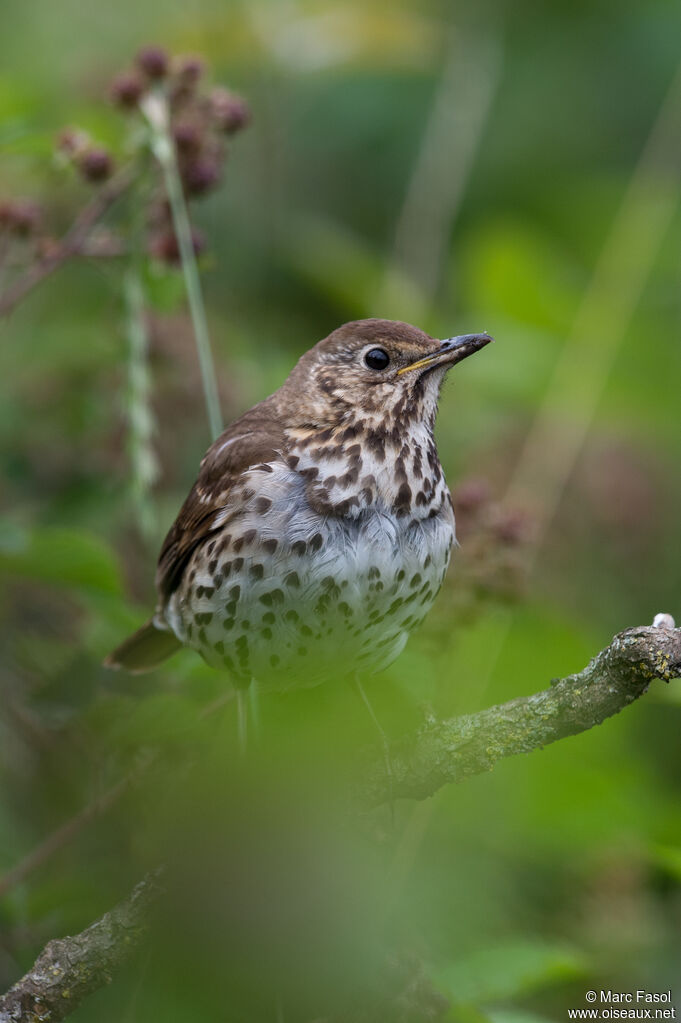 Grive musicienneadulte, identification, habitat