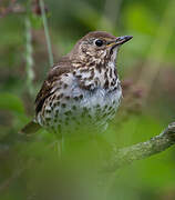 Song Thrush