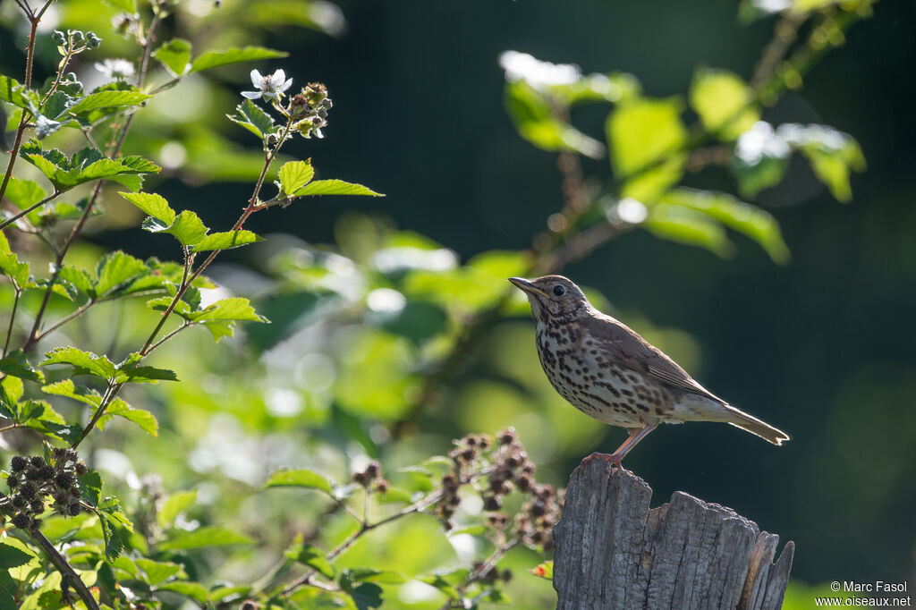 Grive musicienneadulte, identification, habitat