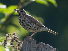 Song Thrush