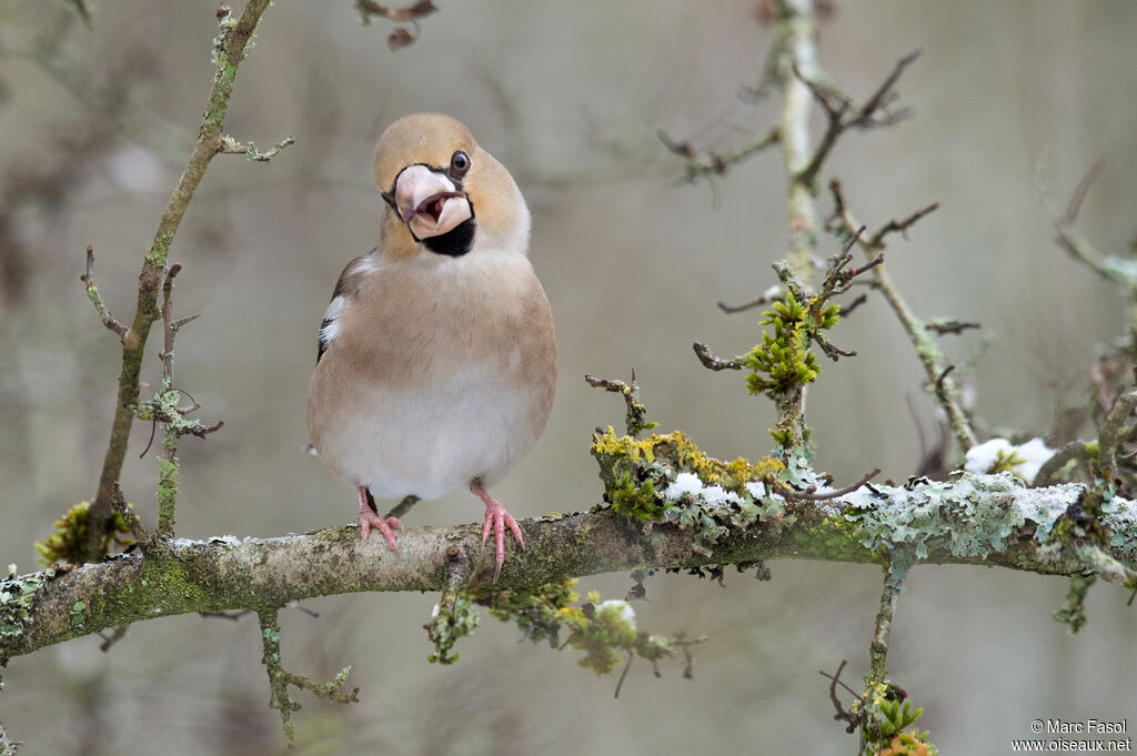 Hawfinch female adult, identification