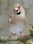 Hawfinch