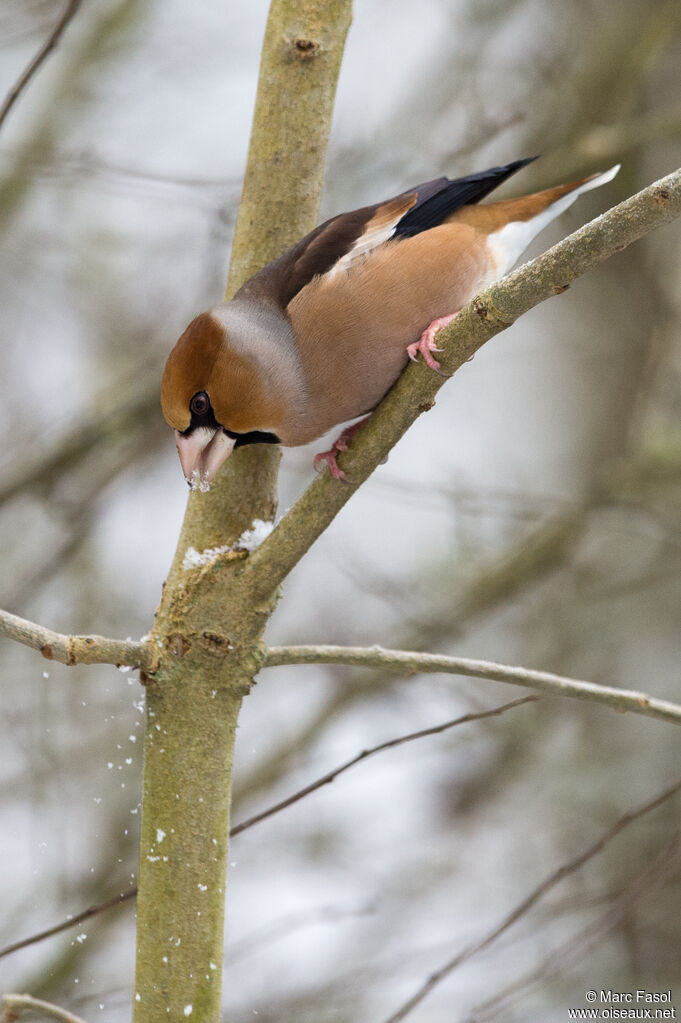 Hawfinch male adult, feeding habits, drinks