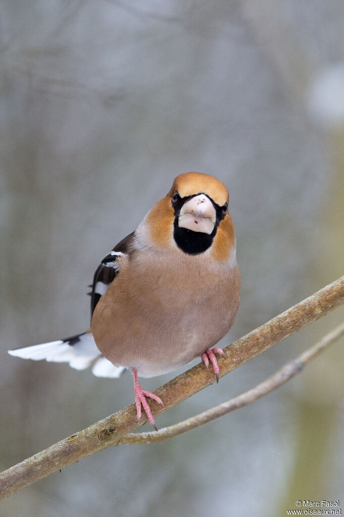 Hawfinch male adult