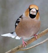 Hawfinch