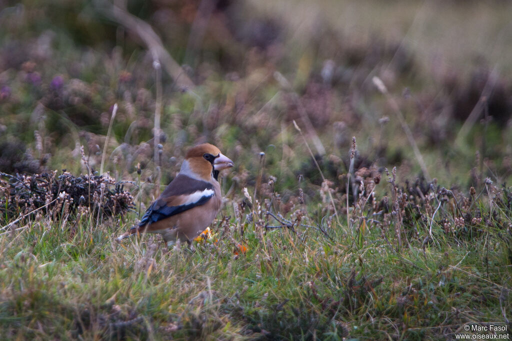 Grosbec casse-noyaux mâle adulte, identification