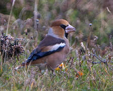 Hawfinch