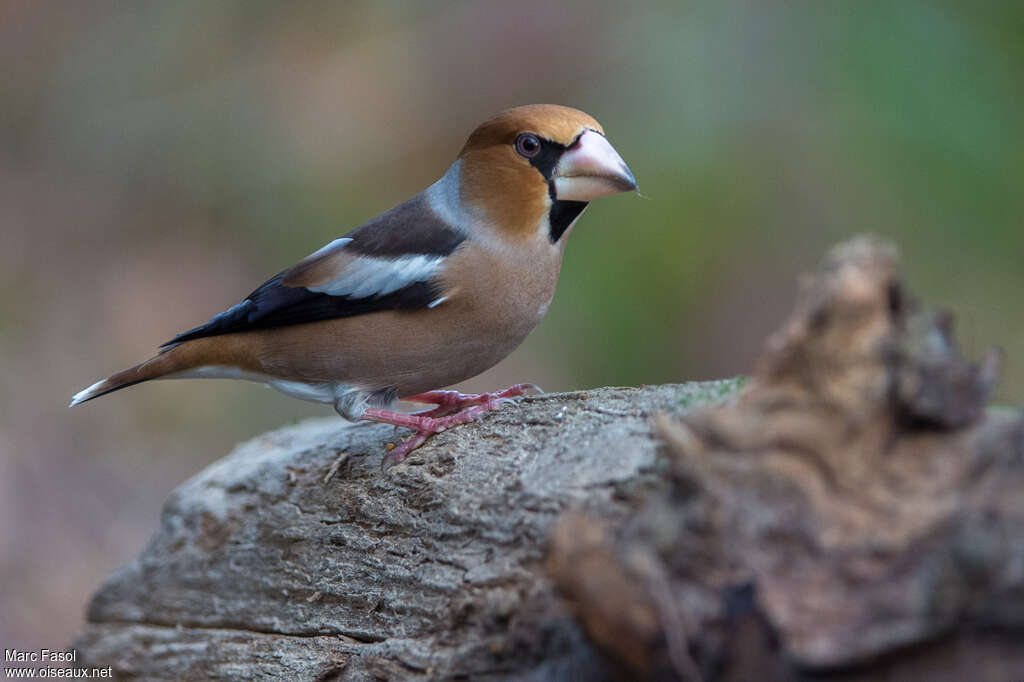 Hawfinch male adult post breeding, identification