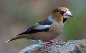 Hawfinch