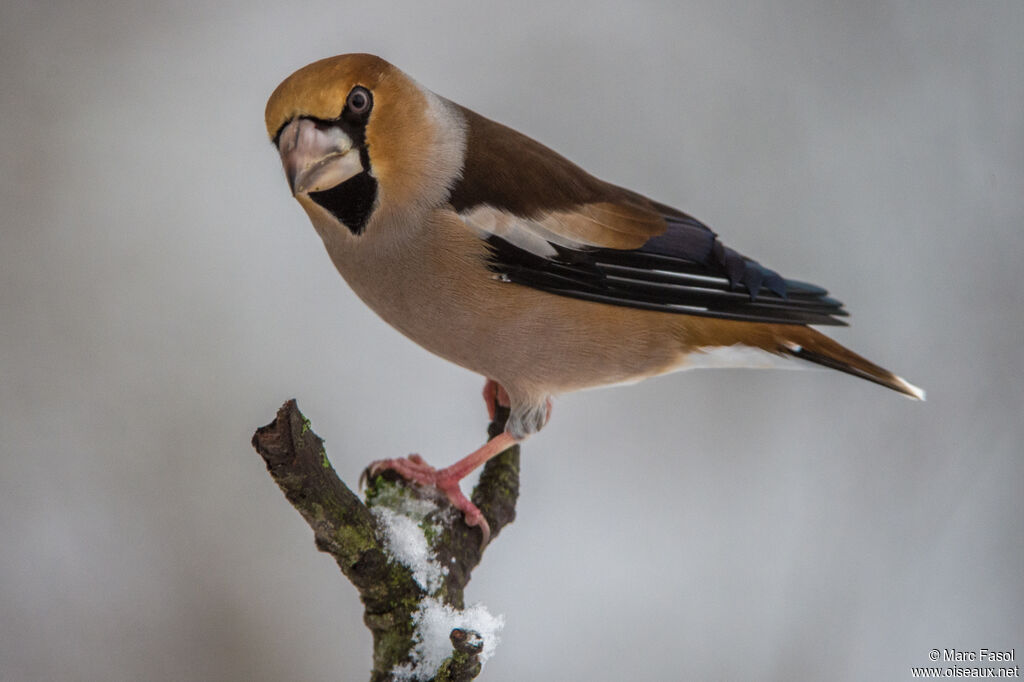 Hawfinch male adult post breeding