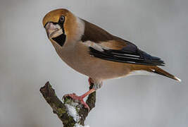 Hawfinch