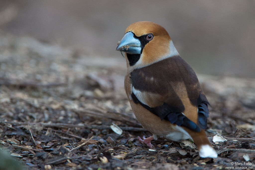 Hawfinch male adult breeding