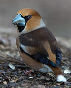 Hawfinch