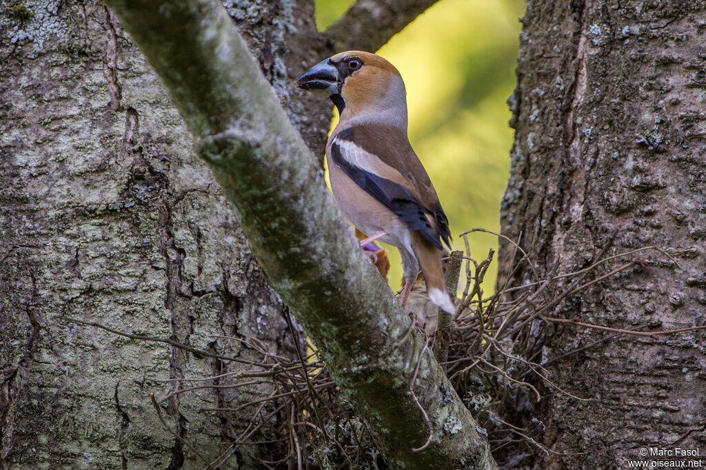 Hawfinch male adult, identification, Reproduction-nesting