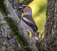 Hawfinch