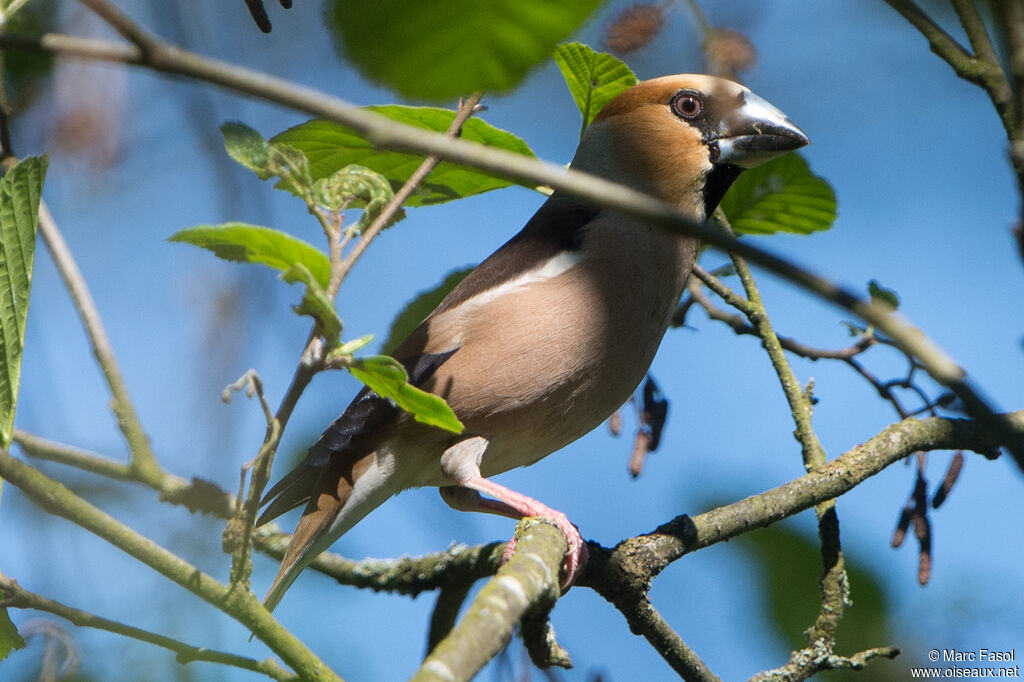 Hawfinch male adult breeding, identification