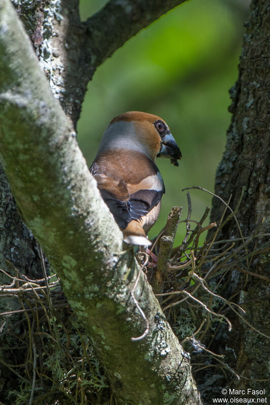 Hawfinch male adult, identification, Reproduction-nesting