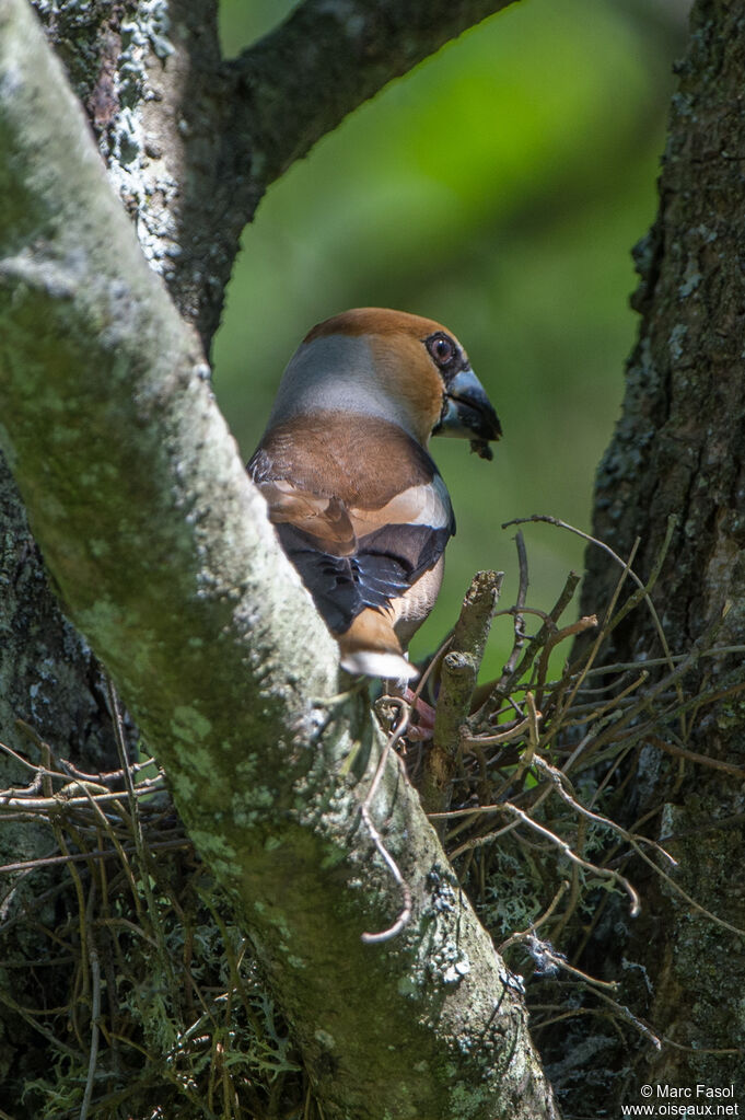 Grosbec casse-noyaux mâle adulte, identification, Nidification