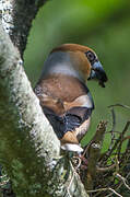 Hawfinch