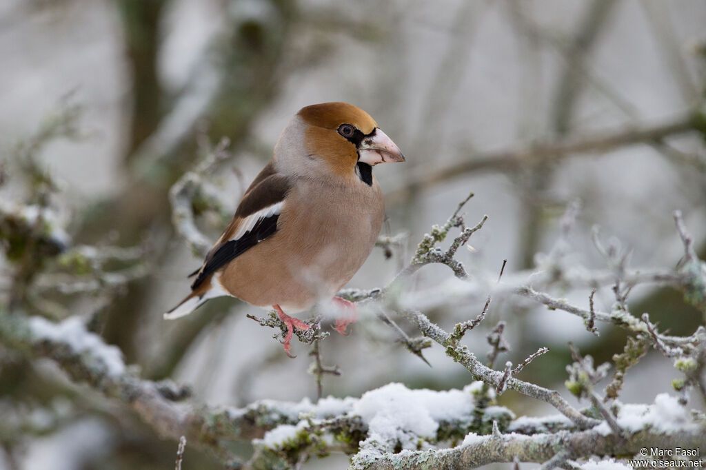 Hawfinch male adult breeding, identification