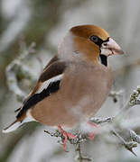 Hawfinch