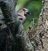 Hawfinch