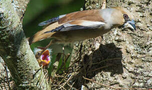 Hawfinch