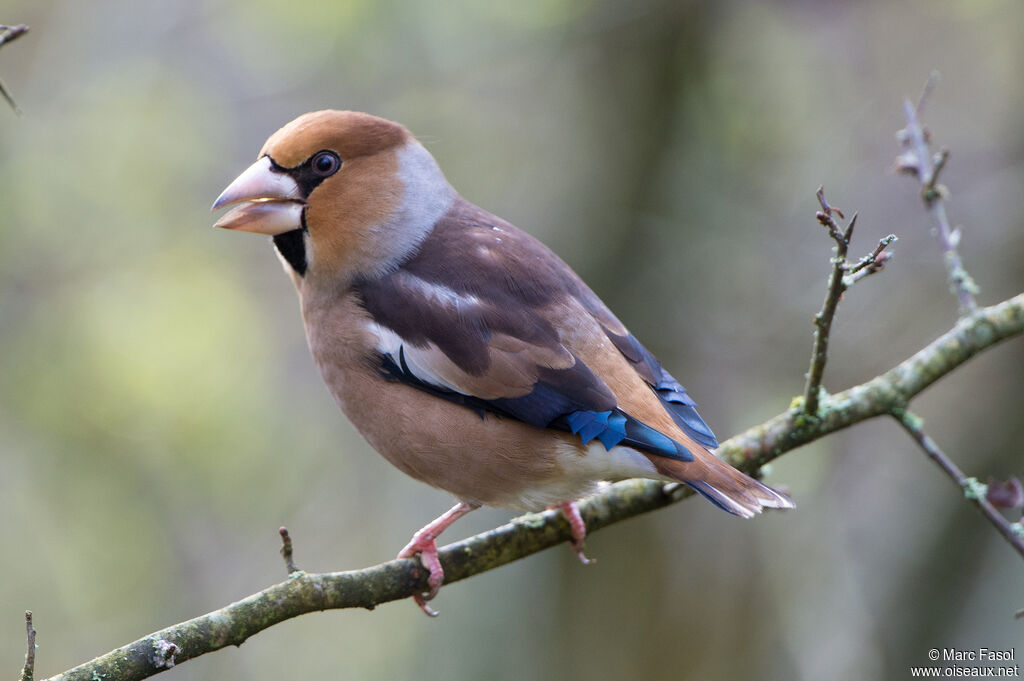 Grosbec casse-noyaux mâle adulte, identification, chant