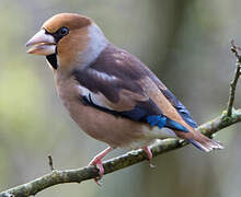 Hawfinch