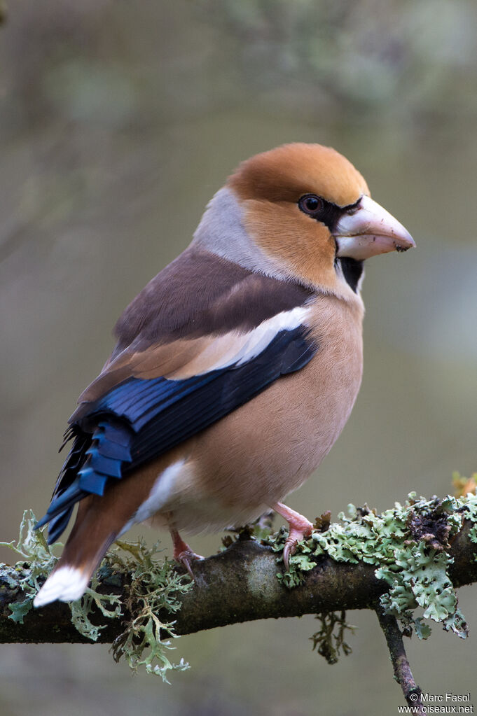 Hawfinch male adult, close-up portrait