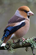 Hawfinch