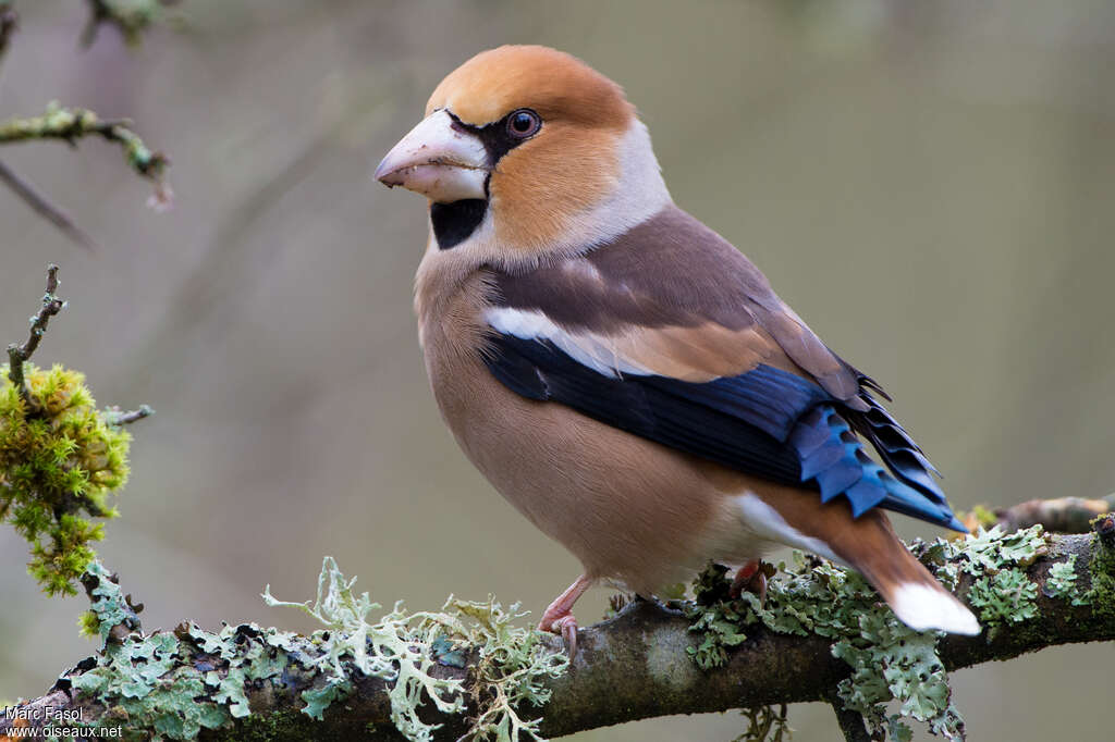 Hawfinch male adult breeding, pigmentation