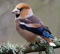 Hawfinch