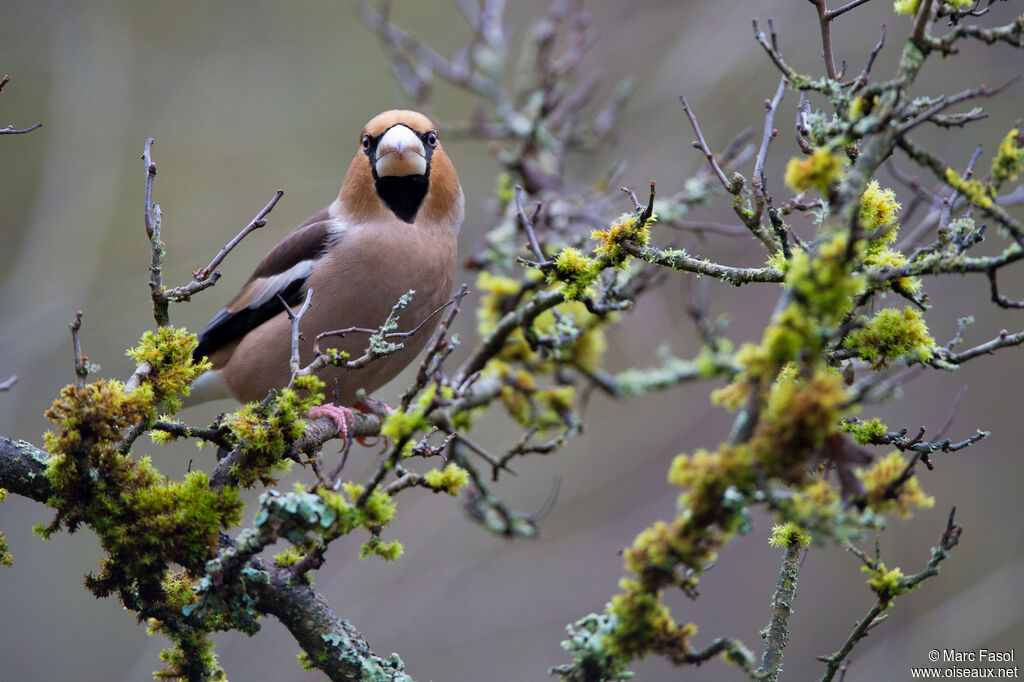 Hawfinch male adult breeding, identification