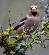 Hawfinch