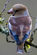 Hawfinch