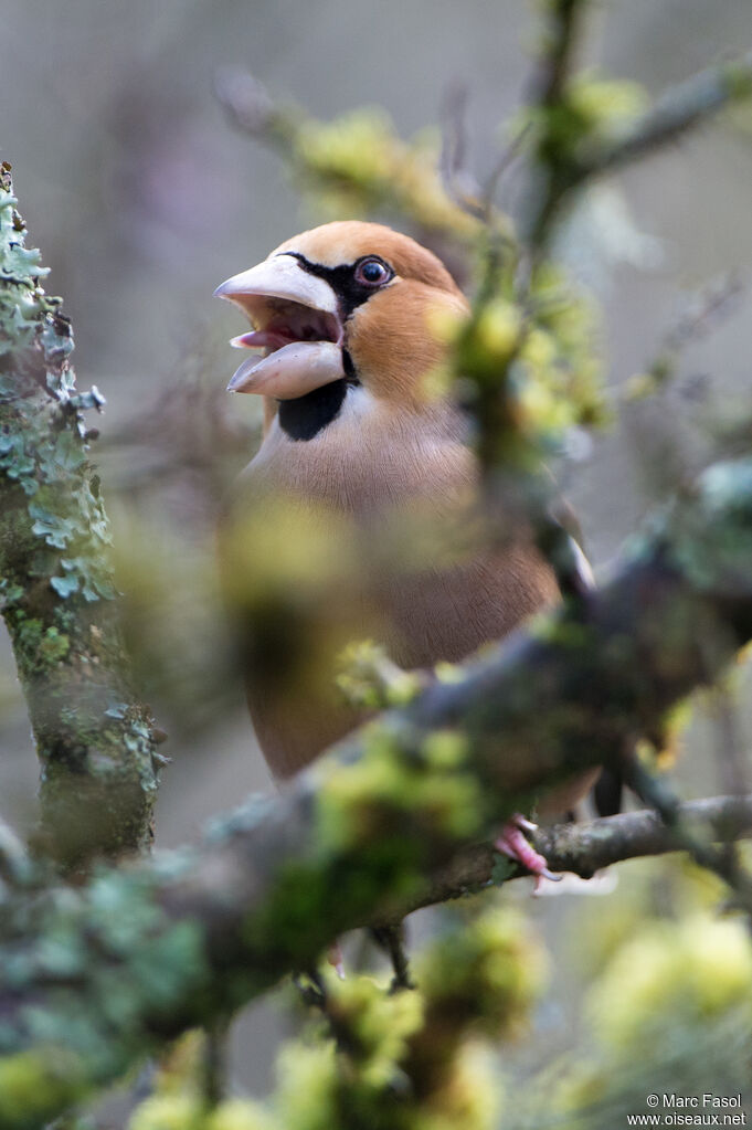 Hawfinch male adult breeding, song