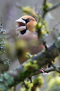 Hawfinch