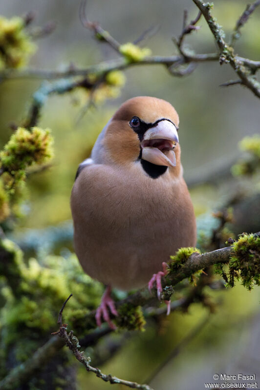 Hawfinch male adult, identification, song