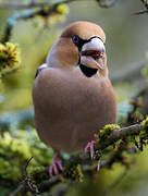 Hawfinch