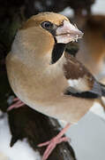 Hawfinch