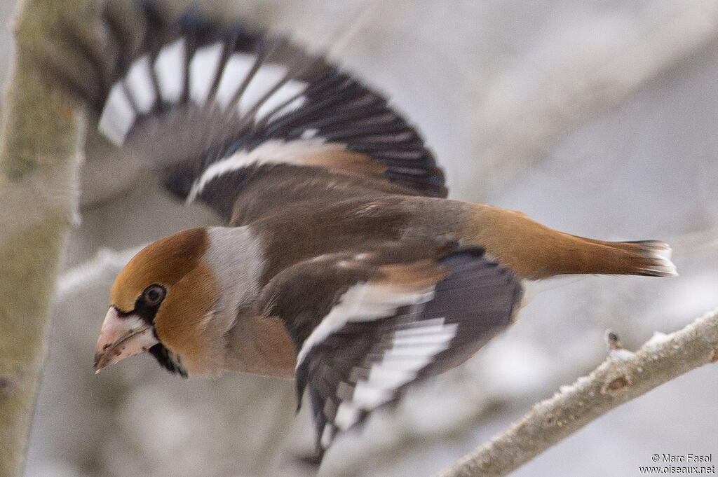 Hawfinch male adult, Flight