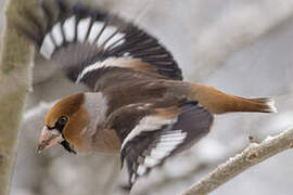 Hawfinch