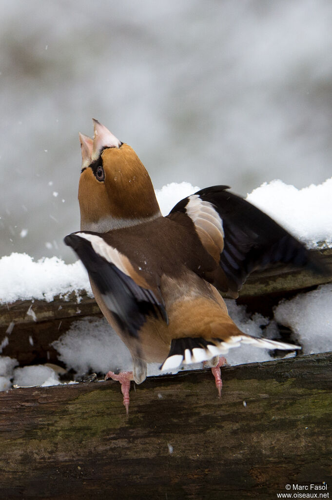 Hawfinch male adult post breeding, identification