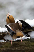 Hawfinch