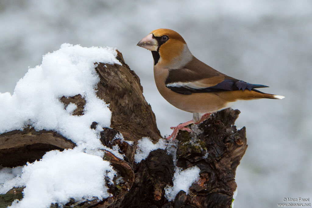 Hawfinch male adult, identification